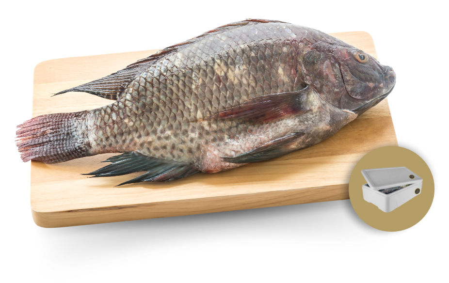 Whole Fresh Tilapia