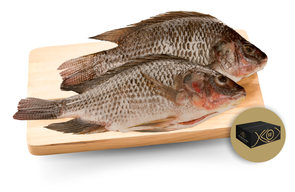 Frozen Eviscerated Tilapia